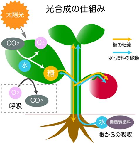 植物化|植物の成長を制御する仕組み